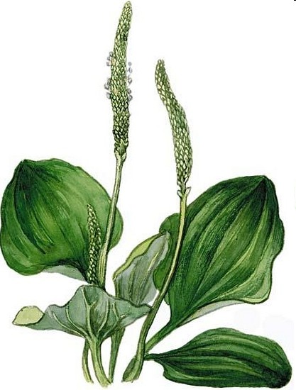 Plantago-major-1.jpg