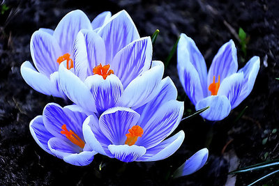 132_9655f.jpg