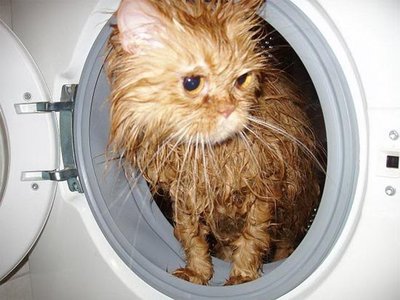 коте.jpg