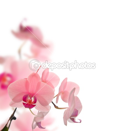 dep_1793993-Spring-Blossom.jpg