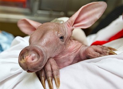 aardvark-01.jpg