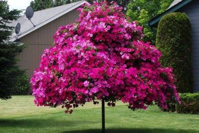 petunia tree.jpg