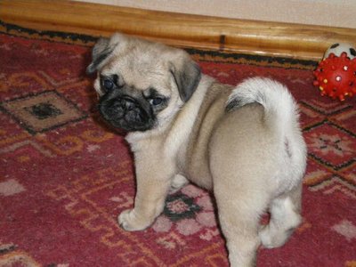 mops_1.jpg
