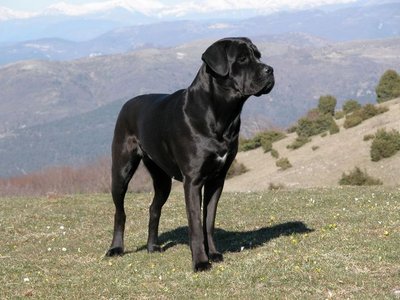 photografii-cane-corso.jpg