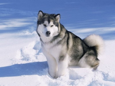 89690740_2124546_Alaskan_Malamute_6_1.jpg