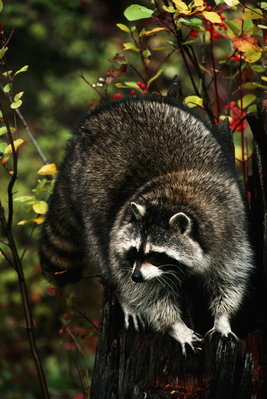 raccoons-6.jpg