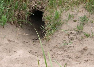 foxhole21.jpeg