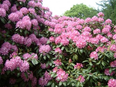 Rhododendron-520x390.jpg