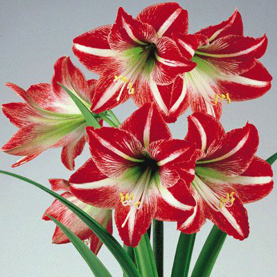 Minerva_Amaryllis_Flower.jpg