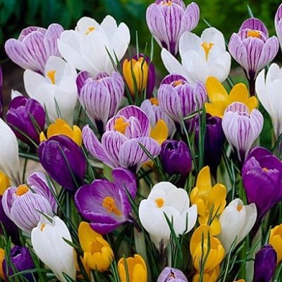 Crocus Largeflowering Mix-500x500.jpg