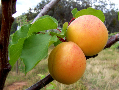 apricots.jpg