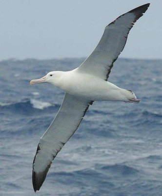 0008-008-Albatros.jpg