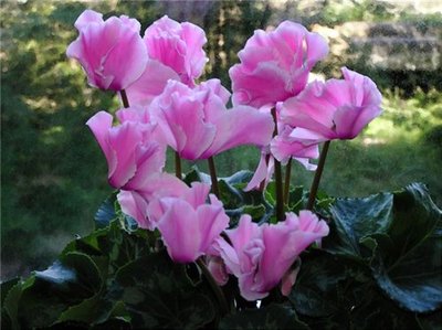tsiklamena-Cyclamen-dryakva-alpiyskaya-fialka..jpg