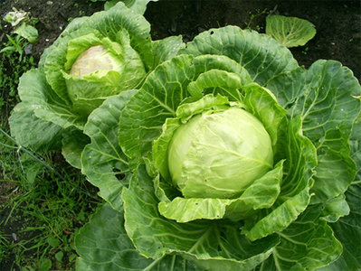 belokochannaya-kapusta.jpg