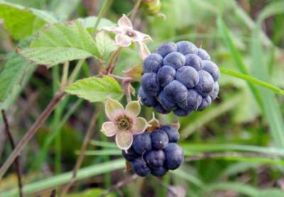 blackberry.jpg