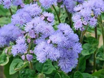 Ageratum-Blue-Mink.jpg