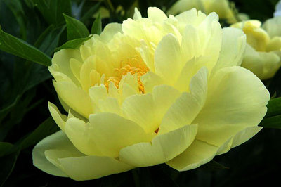 Yellow-Peony-11790.jpg