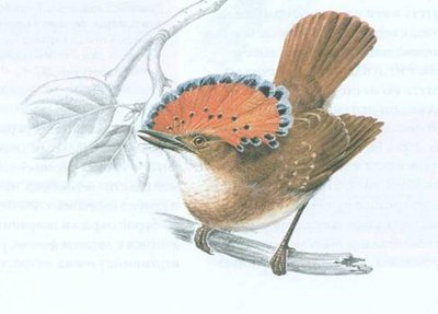zachem-vencenosnomu-muhoedu-na-golove-kokoshnik_1.jpg