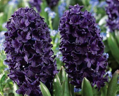 1287945008_hyacinth-blue-sapphire.jpg