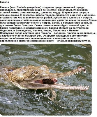 animals_15.jpg