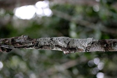 Camouflage02.jpg