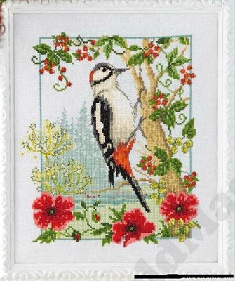 Дятел в маках .jpg