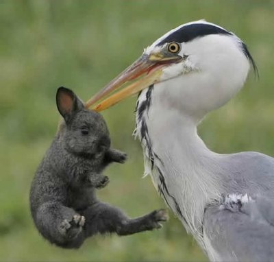 tschuess-bunny-01.jpg