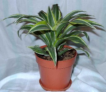 dracena_deremskaja_346x300.jpg