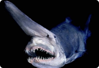 goblin_shark_1.jpg