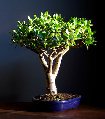 1258635081_Crassula.jpg