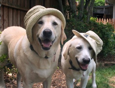 resizedlabradorlucky.jpg