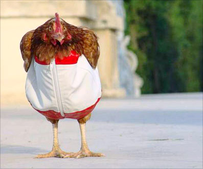 071002_chicken_suit.jpg