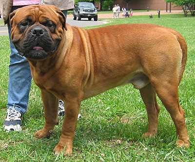 6832bullmastiff-2.jpg