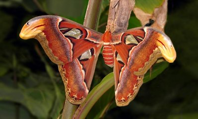 Attacus_atlas.jpg