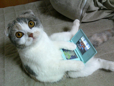 1269706107_1206906446_1206116680_cats_092.jpg