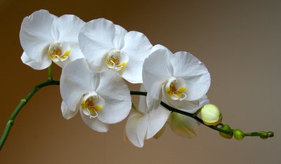 White Phalaenopsis orchid.jpg