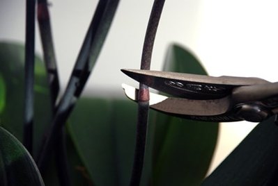orchid-care-after-blooming-3.jpg