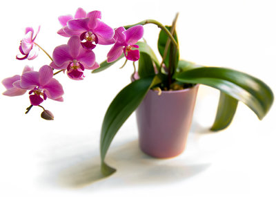 flowers-orchid-2.jpg