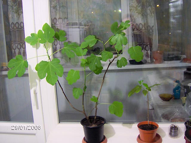 evgen_carica_3.jpg