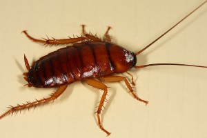 Blattoptera-300x200.jpg