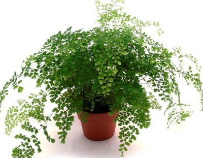 88487962_ADIANTUM_venerin_volos.jpg