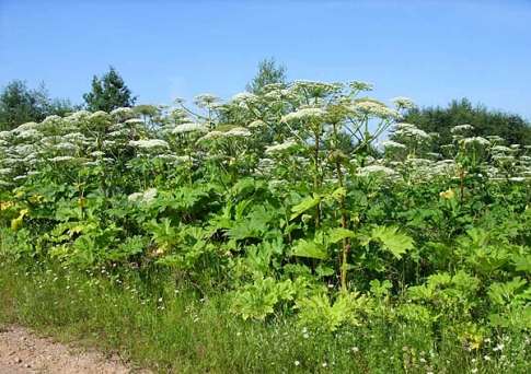 burn-from-hogweed3.jpg