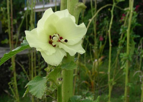 hibiscus_esculentus2.jpg