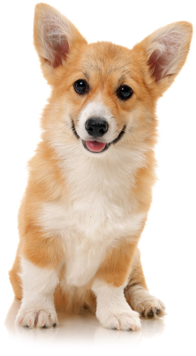 welsh-corgi-pembroke.jpg