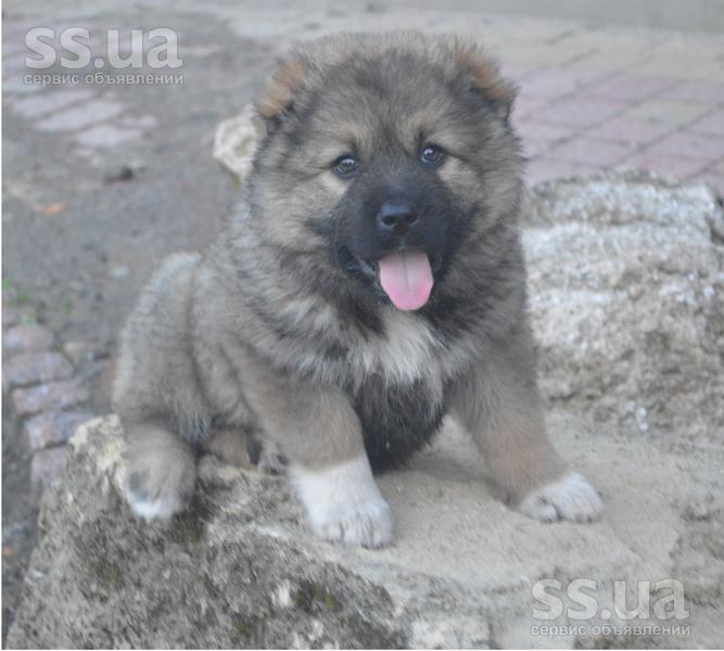 animals-dogs-kavkazskaia-ovtcharka-2.800.jpg