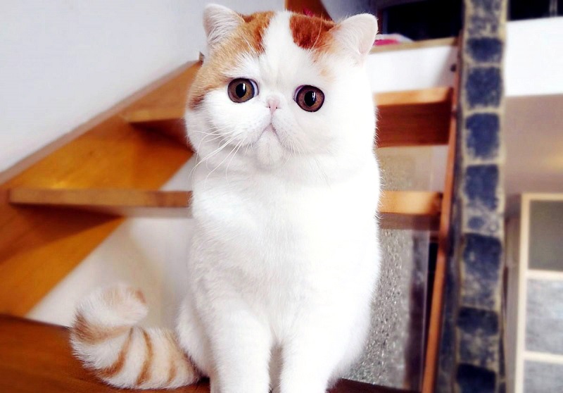 1-Милый кот Снупи.jpg