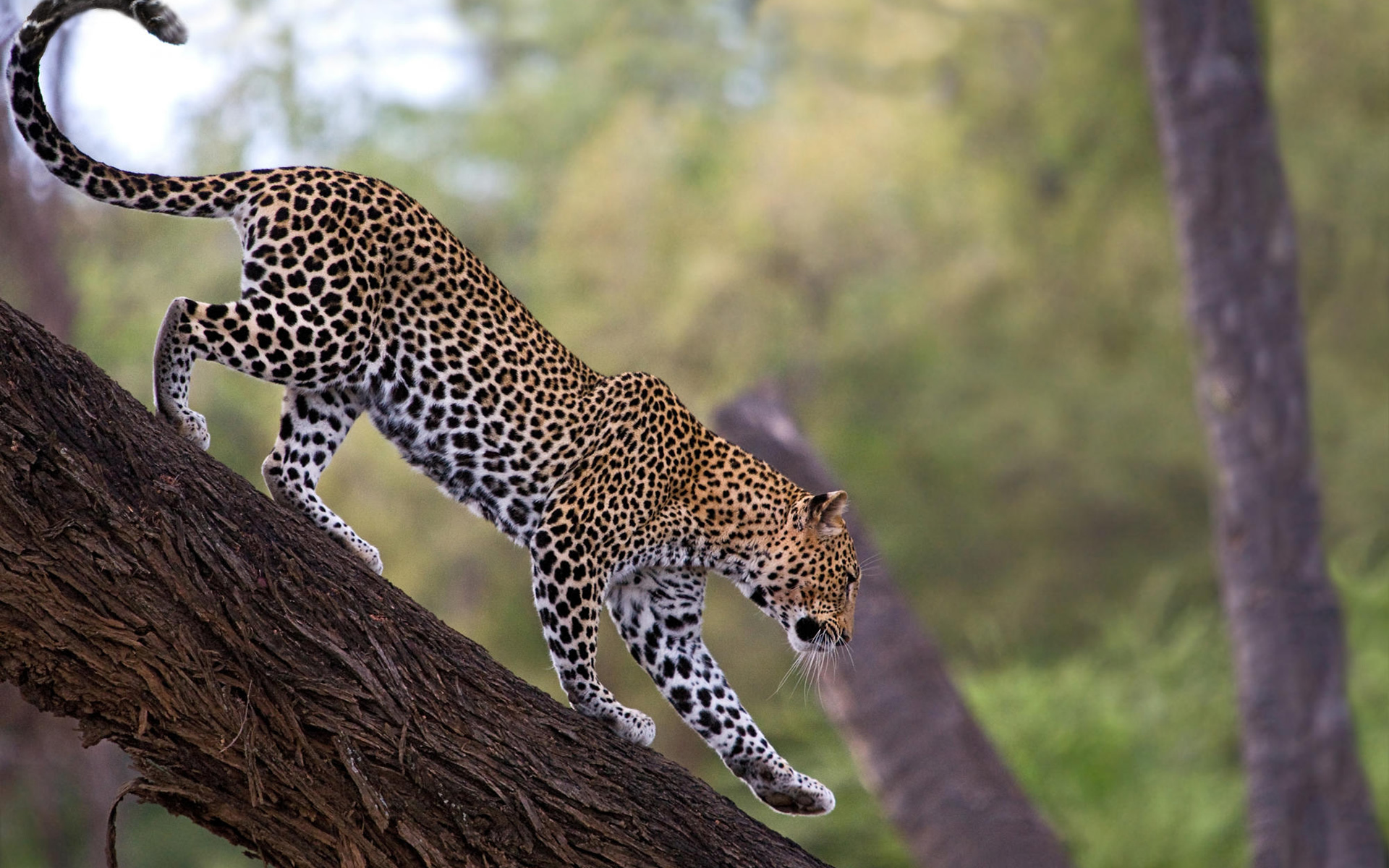 20274-oboi-molodoy-leopard.jpg