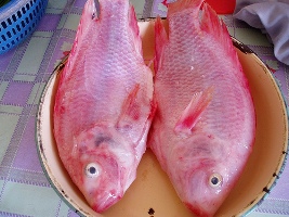 1239196814_pink-tilapia.jpg