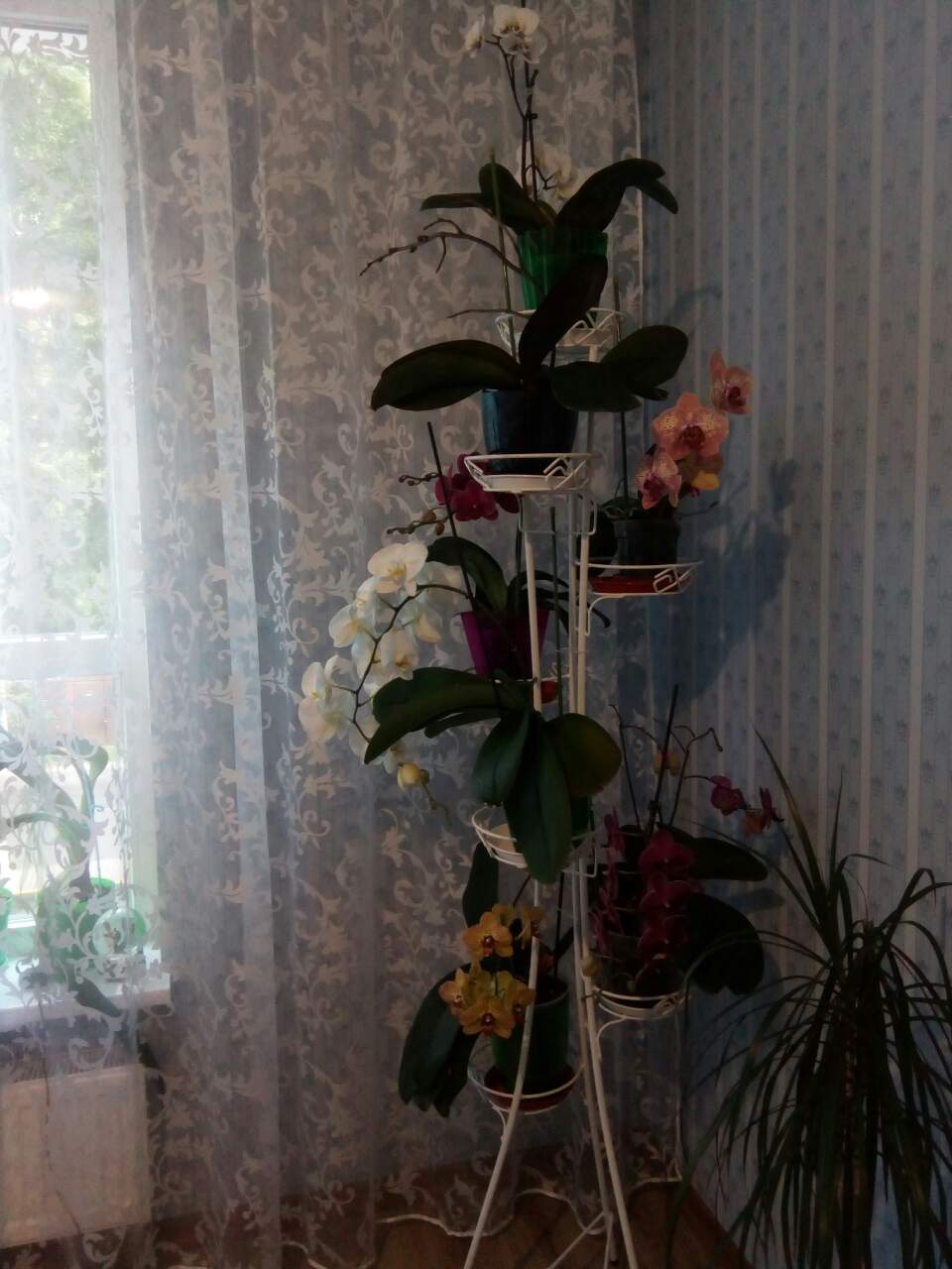 орхидеи.jpg