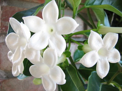 3_Stephanotis.jpg